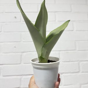 Planta Sansevieria Moonshine