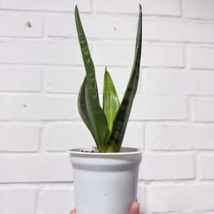Planta Sansevieria Moon Green