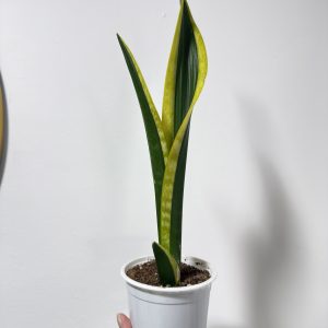 Planta Sansevieria black gold extreme