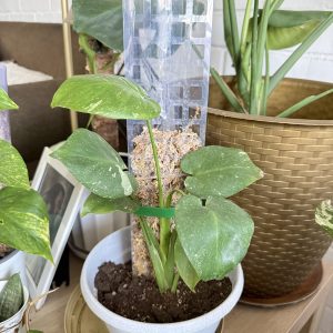 Tutores para plantas  30 cm