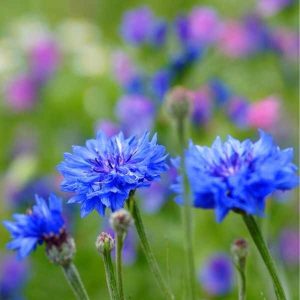 Semillas de Centaurea Blue boy