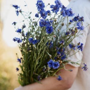 Semillas de Centaurea Blue boy