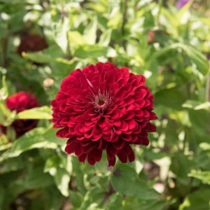 Semillas de Zinnia BENARY’S GIANT DEEP RED