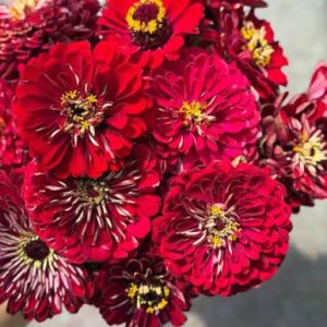 Semillas de Zinnia BENARY’S GIANT DEEP RED