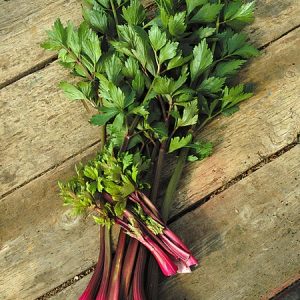 Semillas de red celery (apio tallo rojo)
