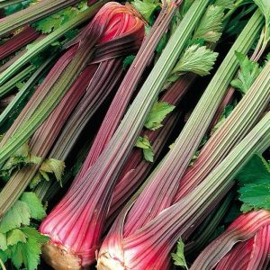 Semillas de red celery (apio tallo rojo)