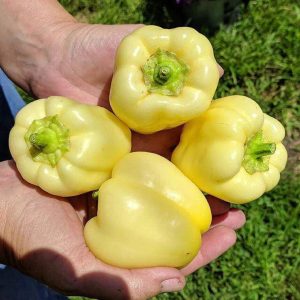Semillas de pimiento albino bullnose