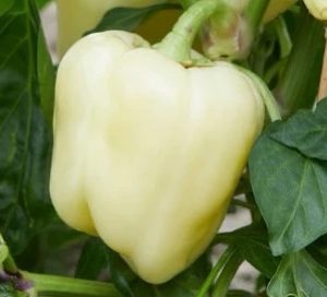 Semillas de pimiento albino bullnose