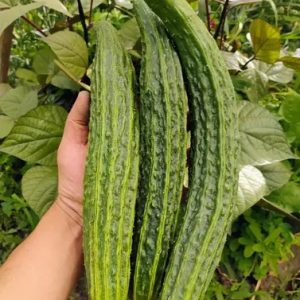 Semillas de pepino suyo long