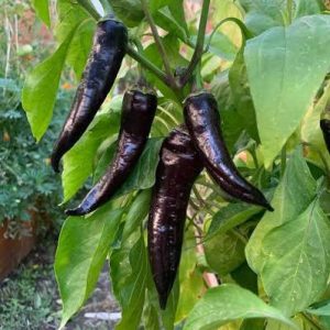 Semillas de pimiento corno di toro morado