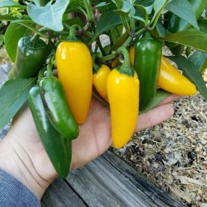 Semillas de ají jalapeño lemon spice