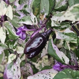Semillas de ají jitsaw (variegado)