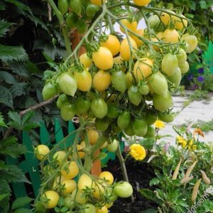Semillas de tomate barry’s crazy