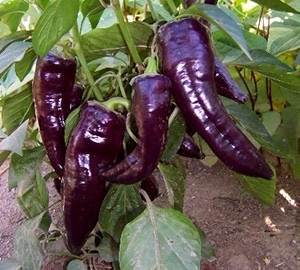 Semillas de pimiento marconi Purple