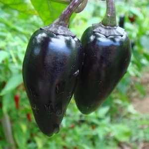 Semillas de pimiento nokturn (trompo negro)