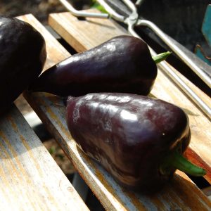 Semillas de pimiento nokturn (trompo negro)