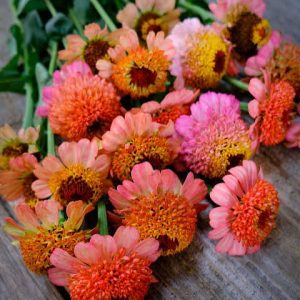 Semillas de Zinnia zinderella peach