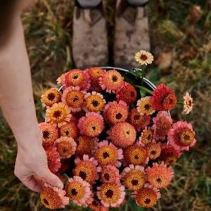 Semillas de Zinnia zinderella peach
