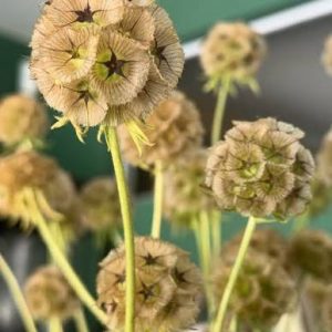 Semillas de scabiosa stellata