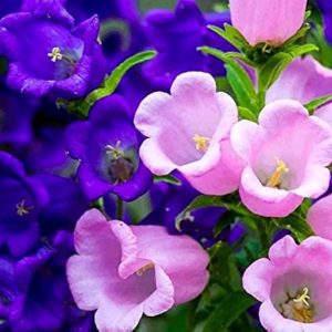 Semillas de campanitas de Canterbury (Rosa y moradas)