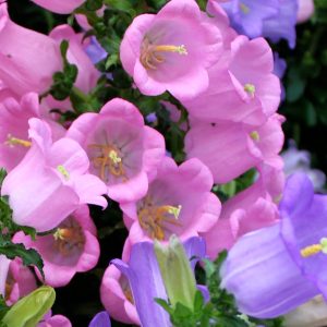 Semillas de campanitas de Canterbury (Rosa y moradas)