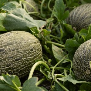 Semillas de melón piel de sapo