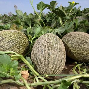 Semillas de melón piel de sapo