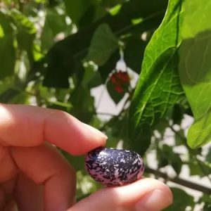 Semillas de poroto pallar morado