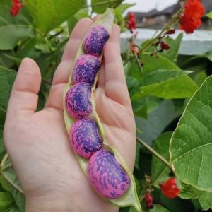 Semillas de poroto pallar morado