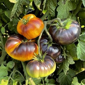 Semillas de tomate thunder mountain