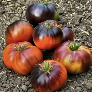 Semillas de tomate thunder mountain