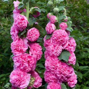 Semillas de malva real doble (mix)