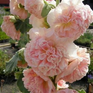 Semillas de malva real doble (mix)