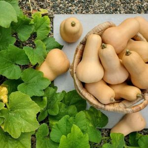 Semilla de zapallo butternut