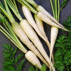 Semillas de zanahoria blanca