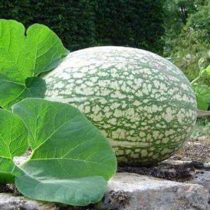 Semillas de alcayota