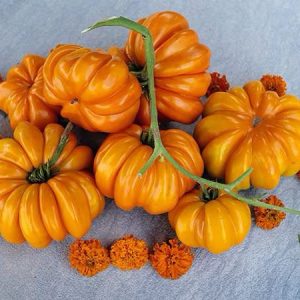 Semillas de tomate acordeón naranjo