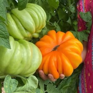 Semillas de tomate acordeón naranjo