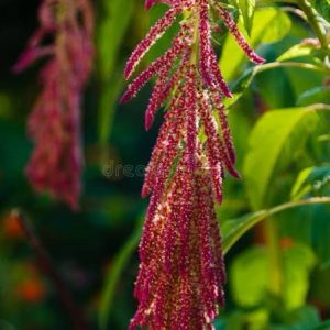 Semillas de amaranto rojo