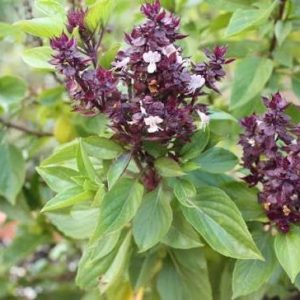 Semillas albahaca Siam queen