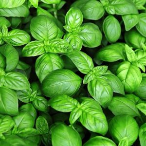Semillas de albahaca verde