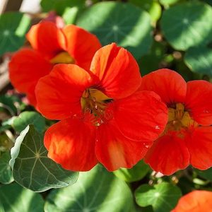 Semillas de capuchina roja enana