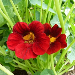 Semillas de capuchina roja enana