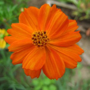 Semillas de cosmos sulphureus