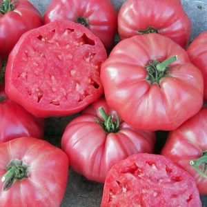 Semillas de tomate rosado