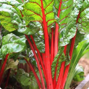 Semillas acelga tallo rojo